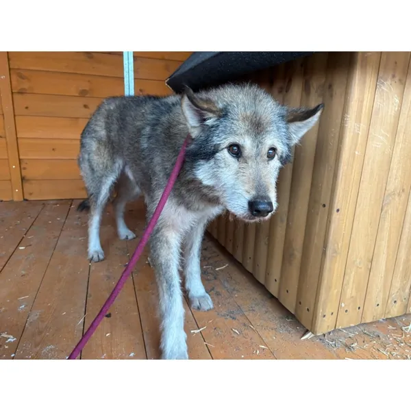 Znaleziono psa, Białystok, 5 lutego 2026