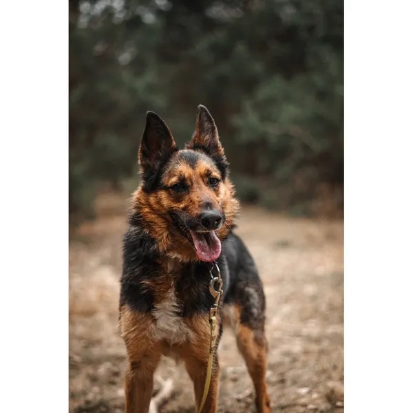 Znaleziono psa, Białystok, 5 lutego 2026 (1/5)