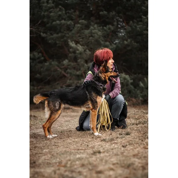 Znaleziono psa, Białystok, 5 lutego 2026 (2/5)