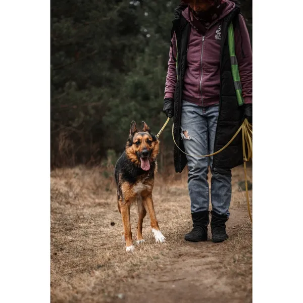 Znaleziono psa, Białystok, 5 lutego 2026 (3/5)