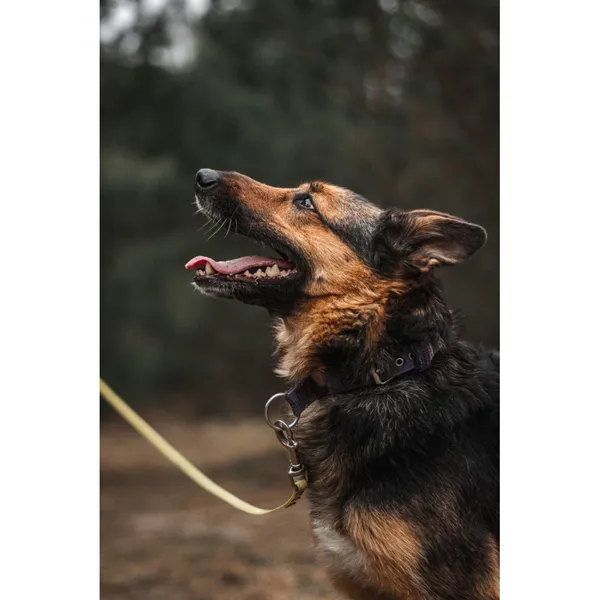 Znaleziono psa, Białystok, 5 lutego 2026 (4/5)