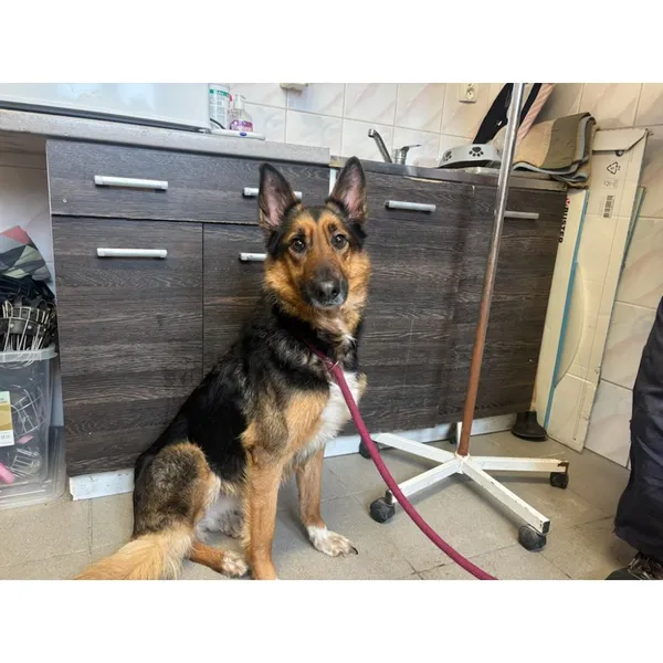 Znaleziono psa, Białystok, 5 lutego 2026 (5/5)