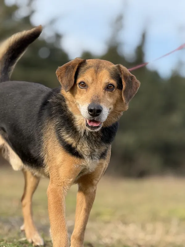 Pies do adopcji, Pieczyska, 5 lutego 2026 (2/5)