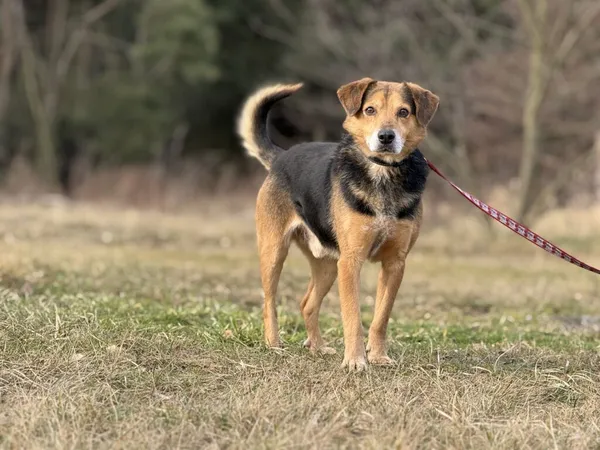 Pies do adopcji, Pieczyska, 5 lutego 2026 (5/5)