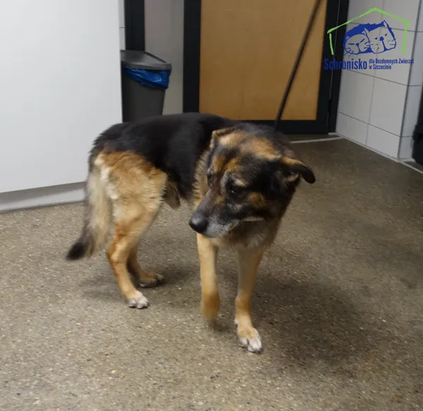 Znaleziono psa, Szczecin, 5 lutego 2026