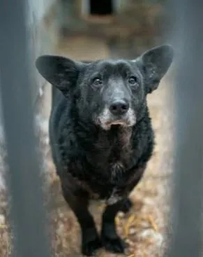 Znaleziono psa, Toruń, 3 lutego 2026