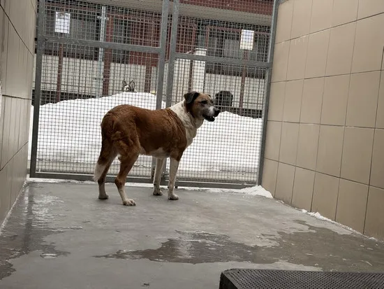 Pies do adopcji, Kraków, 22 stycznia 2026