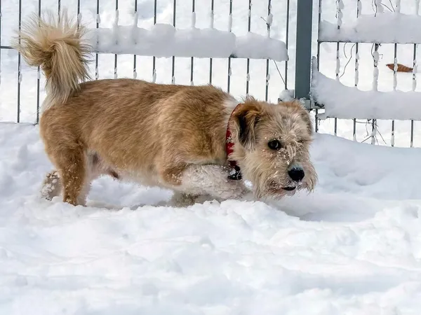 Pies do adopcji, Sopot, 5 lutego 2026