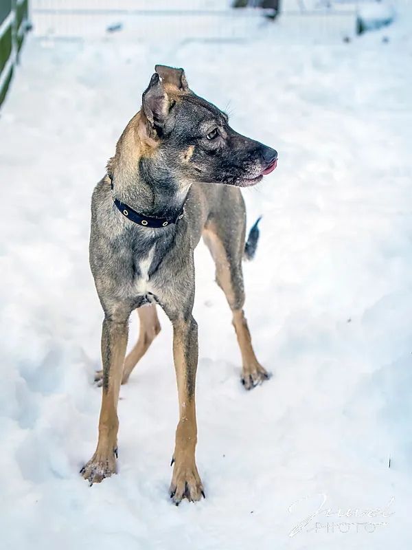 Pies do adopcji, Sopot, 5 lutego 2026 (1/4)