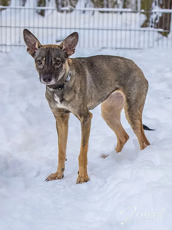 Pies do adopcji, Sopot, 5 lutego 2026 (3/4)