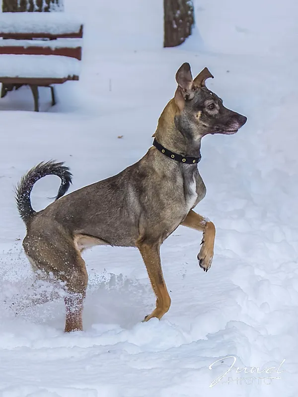 Pies do adopcji, Sopot, 5 lutego 2026 (4/4)