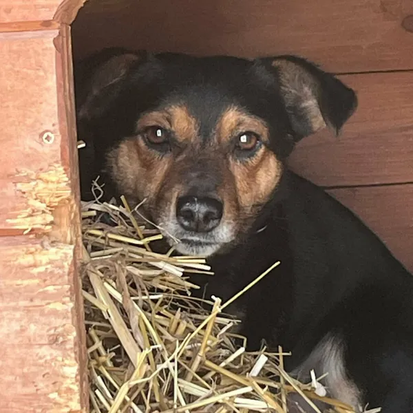 Pies do adopcji, Korabiewice, 5 lutego 2026 (1/3)