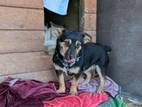 Pies do adopcji, Korabiewice, 5 lutego 2026