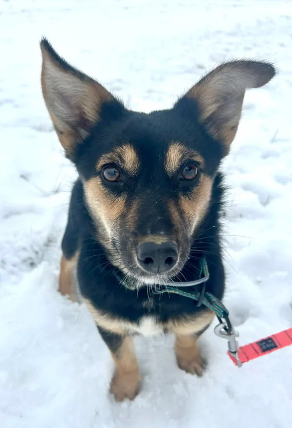 Pies do adopcji, Korabiewice, 5 lutego 2026 (2/3)