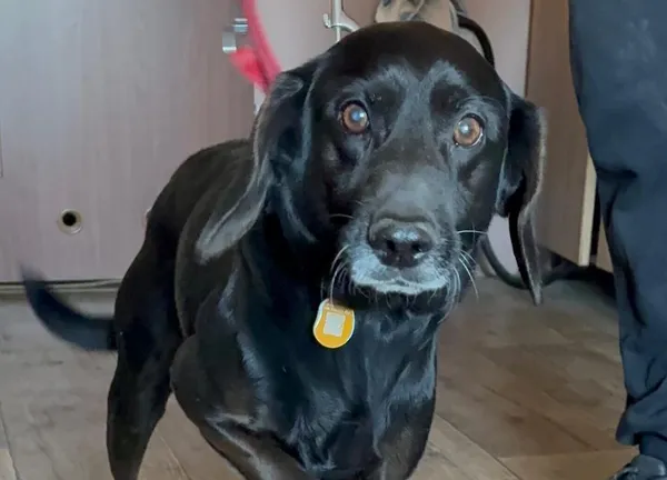 Pies do adopcji, Głowno, 5 lutego 2026 (1/5)