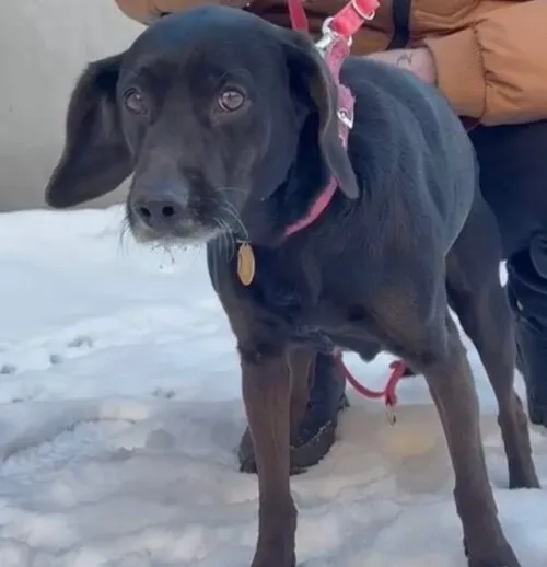 Pies do adopcji, Głowno, 5 lutego 2026 (2/5)