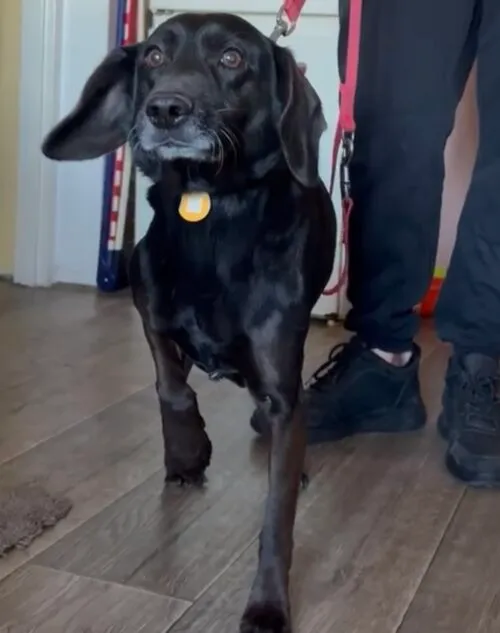 Pies do adopcji, Głowno, 5 lutego 2026 (3/5)