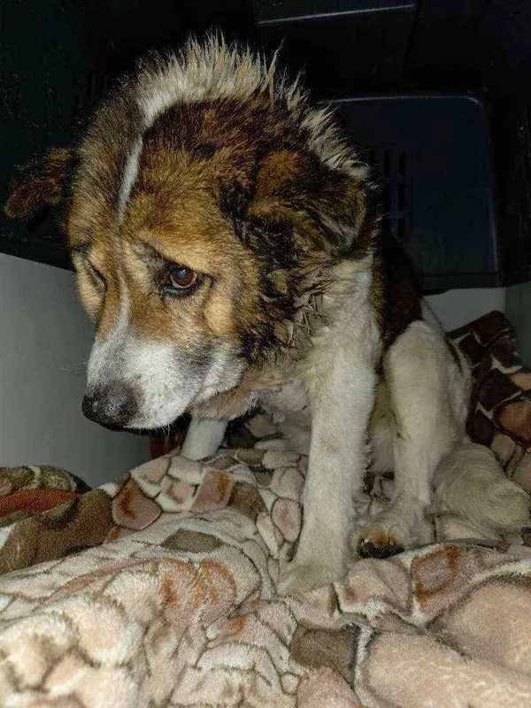 Pies do adopcji, Zgierz, 5 lutego 2026 (2/4)