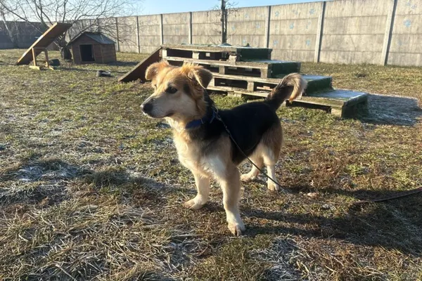 Pies do adopcji, Henrykowo, 6 lutego 2026