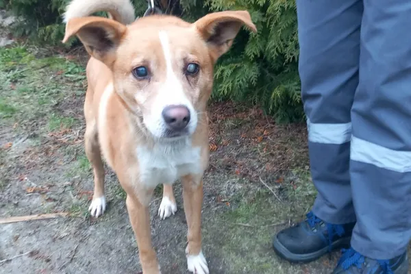 Pies do adopcji, Henrykowo, 24 grudnia 2025 (1/3)