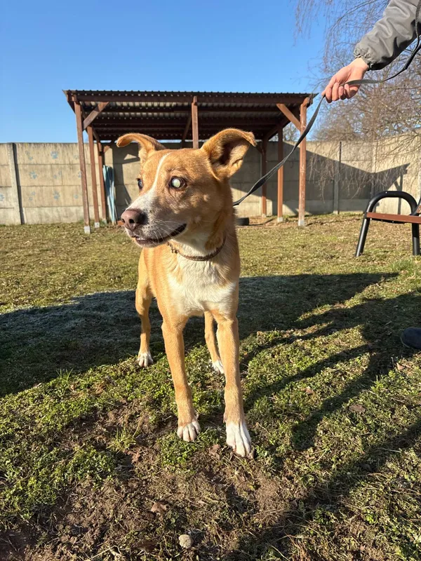 Pies do adopcji, Henrykowo, 24 grudnia 2025 (2/3)