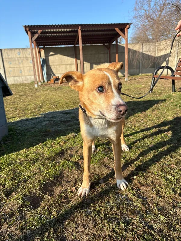 Pies do adopcji, Henrykowo, 24 grudnia 2025 (3/3)