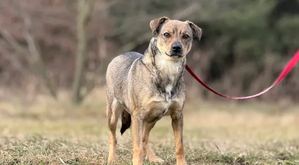 Pies do adopcji, Pieczyska, 6 lutego 2026 (1/5)