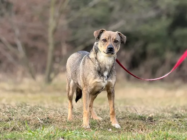 Pies do adopcji, Pieczyska, 6 lutego 2026 (4/5)