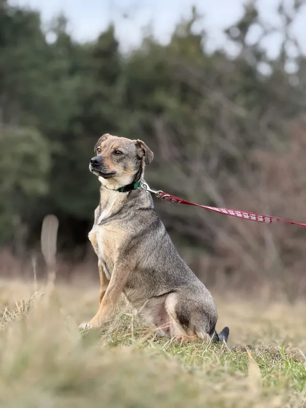 Pies do adopcji, Pieczyska, 6 lutego 2026 (5/5)