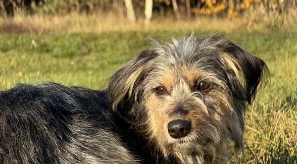 Pies do adopcji, Pieczyska, 6 lutego 2026 (1/5)