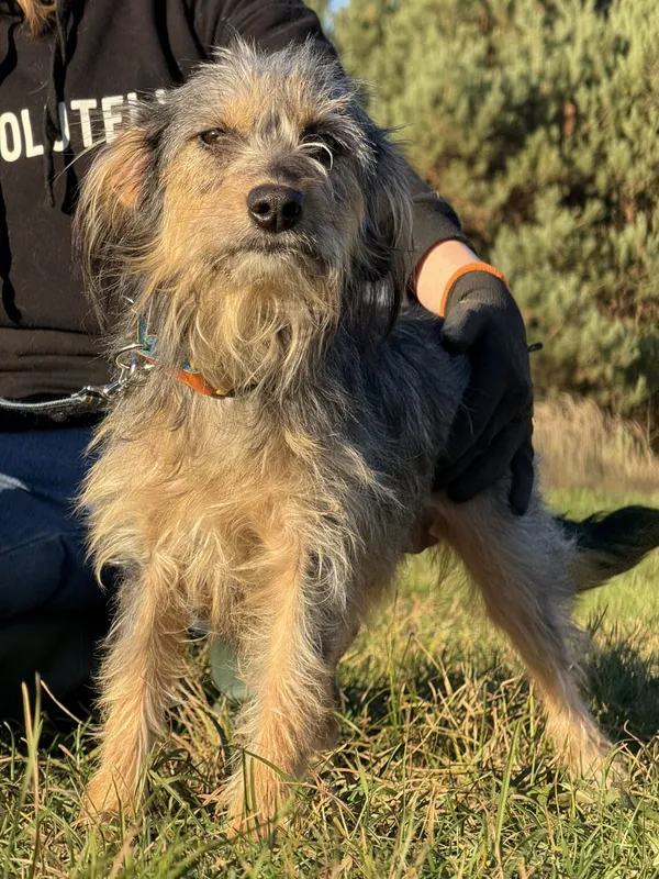 Pies do adopcji, Pieczyska, 6 lutego 2026 (2/5)