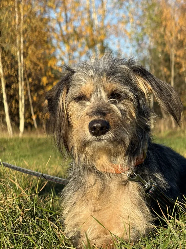 Pies do adopcji, Pieczyska, 6 lutego 2026 (3/5)