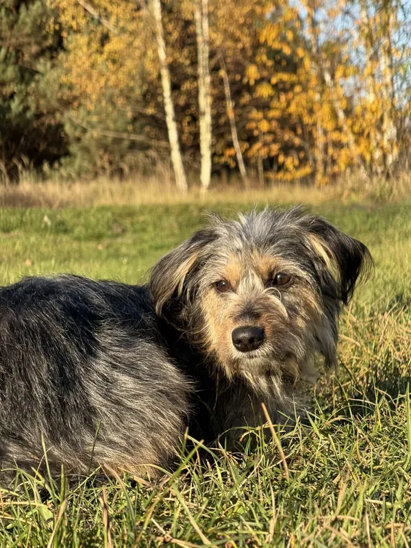 Pies do adopcji, Pieczyska, 6 lutego 2026 (4/5)