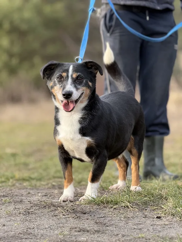 Pies do adopcji, Pieczyska, 6 lutego 2026 (2/5)