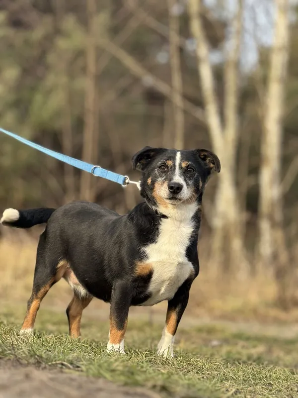 Pies do adopcji, Pieczyska, 6 lutego 2026 (5/5)