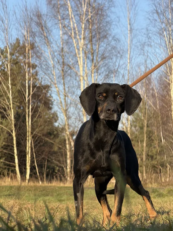 Pies do adopcji, Pieczyska, 6 lutego 2026 (3/3)