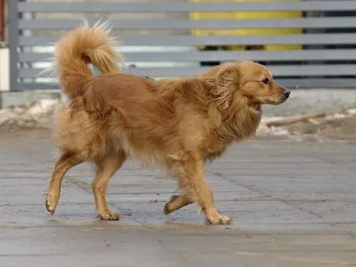 Pies do adopcji, Pabianice, 5 lutego 2026 (3/5)