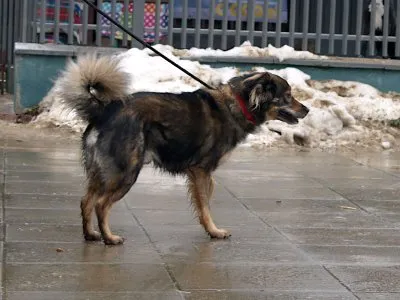 Pies do adopcji, Pabianice, 21 stycznia 2026 (3/3)