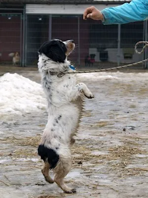 Pies do adopcji, Pabianice, 22 grudnia 2025 (2/3)