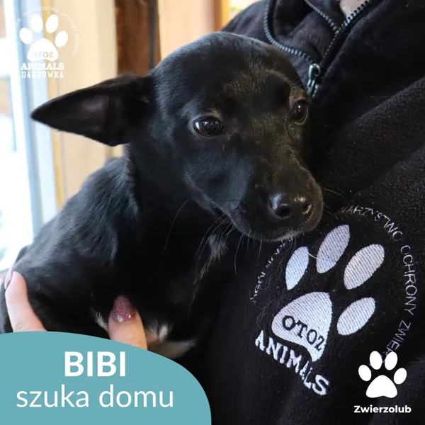 Pies do adopcji, Dąbrówka, 6 lutego 2026 (3/4)