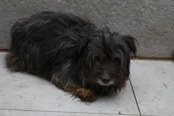 Pies do adopcji, Bełchatów, 22 marca 2023 (1/4)