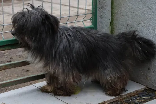 Pies do adopcji, Bełchatów, 22 marca 2023 (3/4)