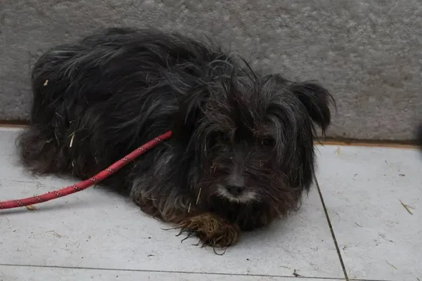 Pies do adopcji, Bełchatów, 22 marca 2023 (4/4)