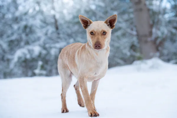 Pies do adopcji, Nowodwór, 3 lutego 2026 (5/5)