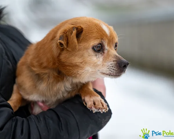 Znaleziono psa, Racławice, 3 lutego 2026 (1/5)