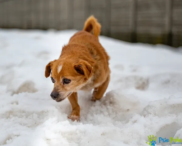 Znaleziono psa, Racławice, 3 lutego 2026 (3/5)