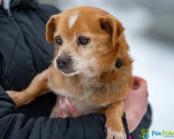 Znaleziono psa, Racławice, 3 lutego 2026 (4/5)