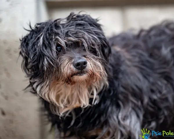 Znaleziono psa, Racławice, 2 lutego 2026 (3/5)