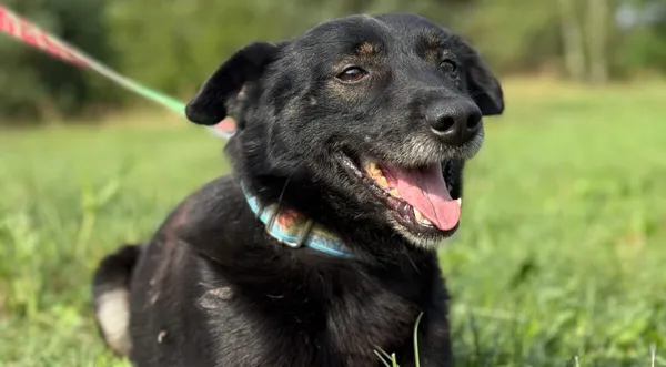 Pies do adopcji, Pieczyska, 6 lutego 2026 (1/5)