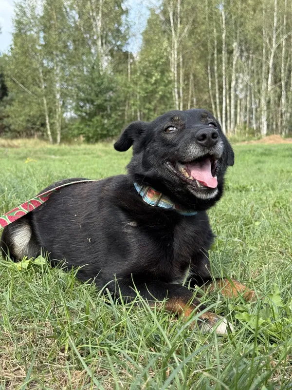 Pies do adopcji, Pieczyska, 6 lutego 2026 (4/5)